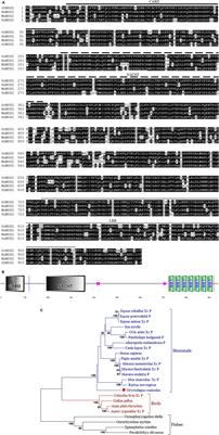 Characterization of Rabbit Nucleotide-Binding Oligomerization Domain 1 (NOD1) and the Role of NOD1 Signaling Pathway during Bacterial Infection